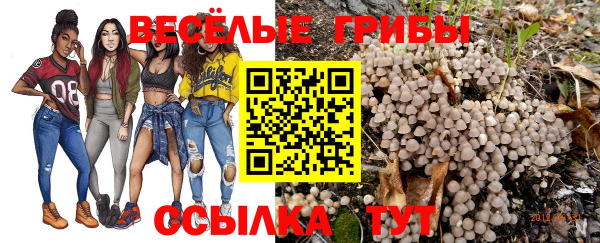 Псилоцибиновые грибы Psilocybine cubensis Тверь